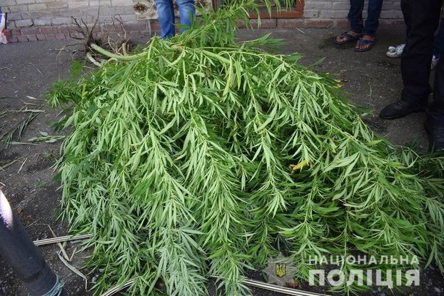 В Славянске полиция изъяла 30 кустов конопли
