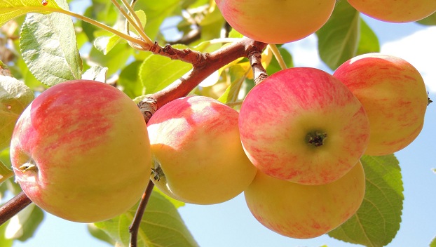 Что нужно знать о пользе яблок 