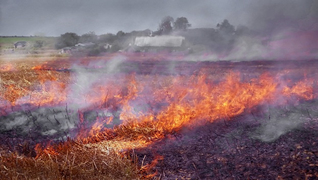Пожар в Харьковской области уничтожил 23 га пшеницы