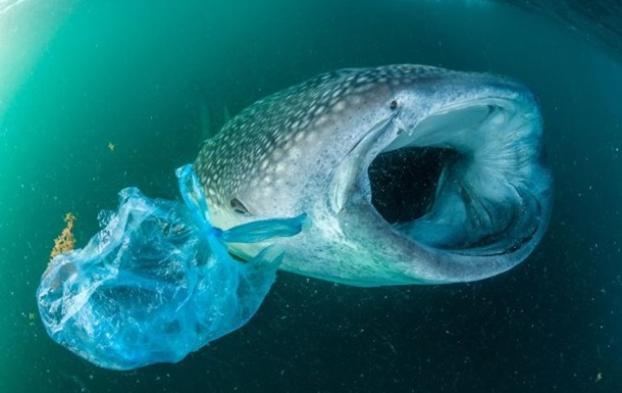 Всемирный день океанов: ежегодно в океан попадает до 12 млн тонн пластика