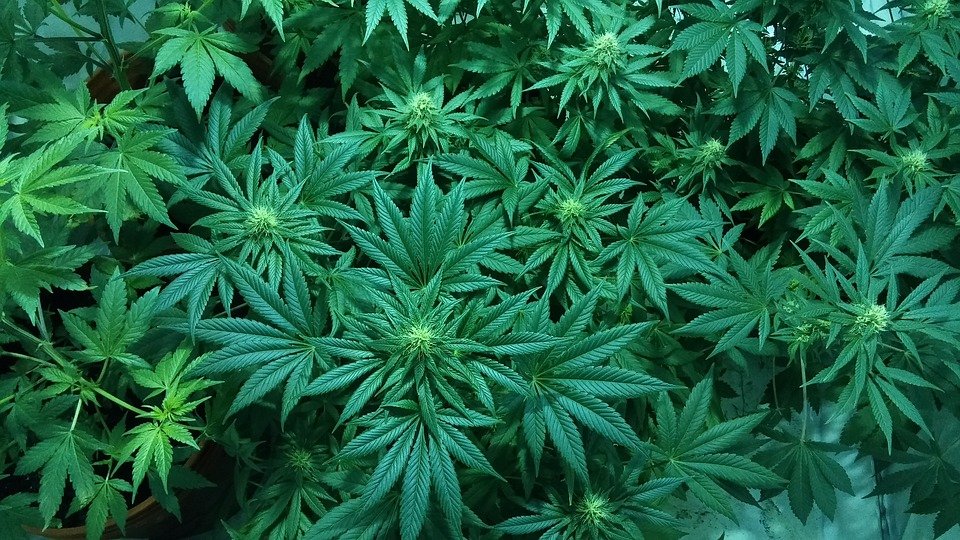 В Верховной Раде зарегистрировали законопроект о легализации медицинской марихуаны 