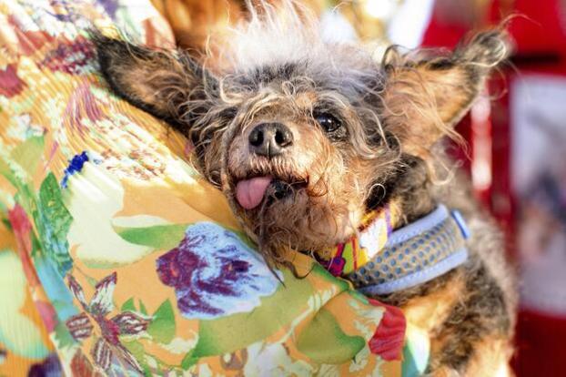 На конкурсе в США выбрали самую уродливую собаку в мире 