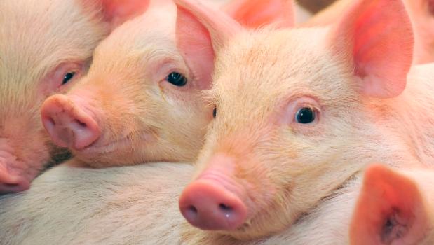 Вспышка африканской чумы свиней зафиксирована в Полтавской области 