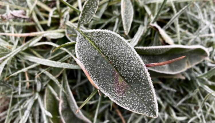 Синоптики предупреждают: в восточных областях ожидаются заморозки