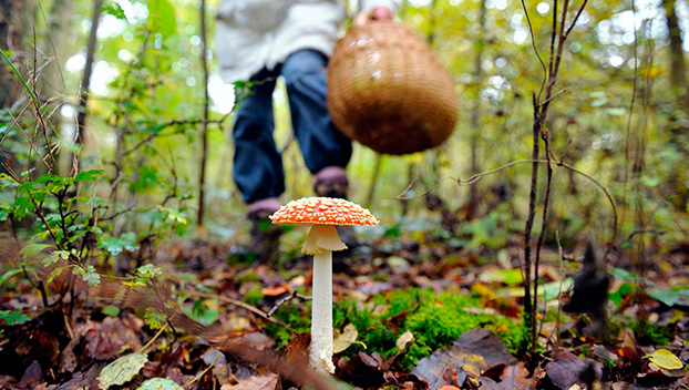 Мужчина отравился грибами в Мариуполе