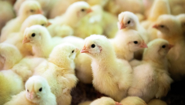 В Европе собираются запретить умерщвление цыплят-петушков