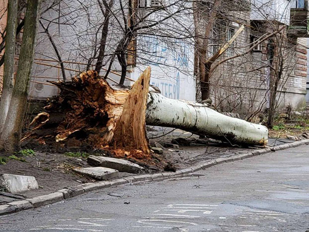 Штормовой ветер завалил мощное дерево в Мариуполе