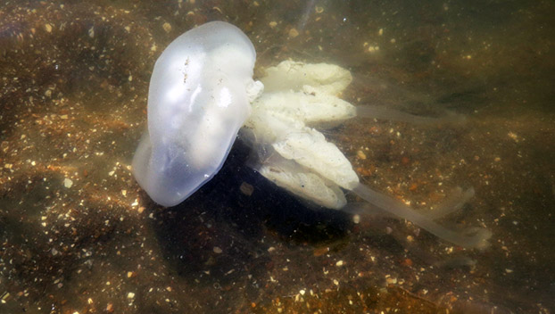 Под Мариуполем море отступило и убило сотни медуз