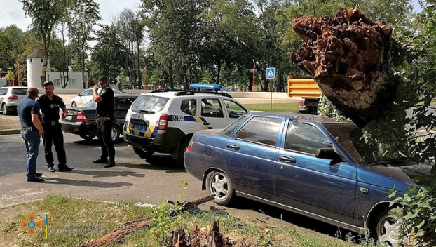 Дерево упало на автомобиль в Покровске