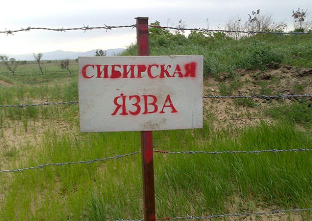 В Беларуси впервые за 20 лет обнаружили сибирскую язву
