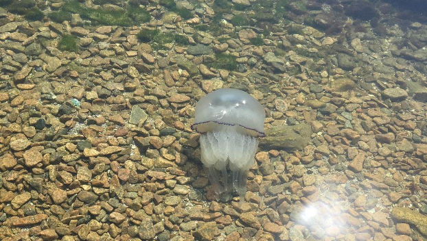 Пляжи Азовского моря атаковали медузы — видео