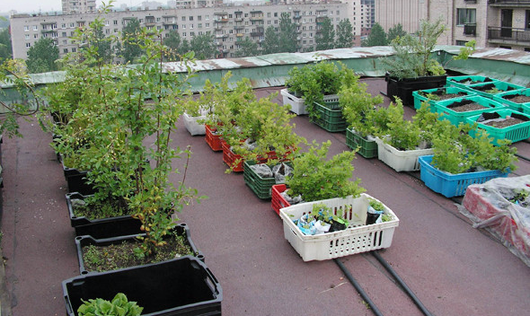 В Покровске замечены культурные растения на крыше культурного учреждения