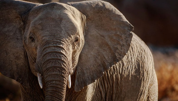 Умерла «самая печальная слониха» в мире 