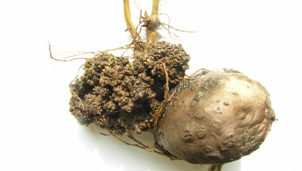 На Буковине у картофеля обнаружили рак