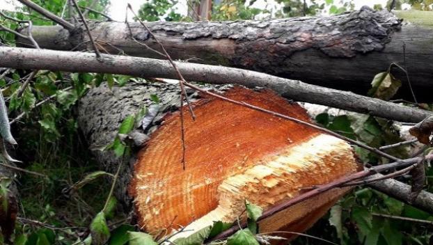 В одном из заказников Луганской области вырубили пятьсот деревьев