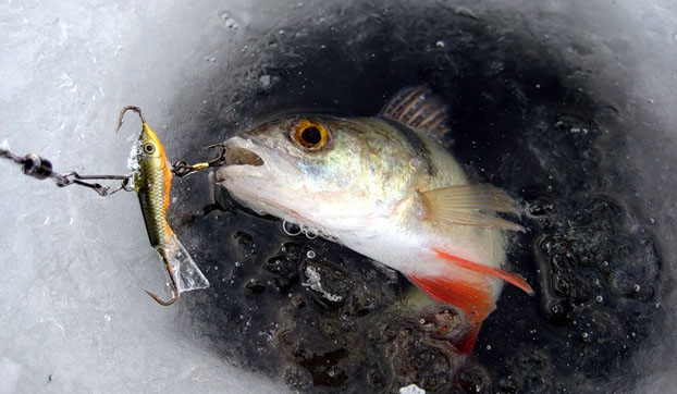 Донецкая рыбохрана опубликовала список мест, в которых запрещен лов рыбы с 1 ноября