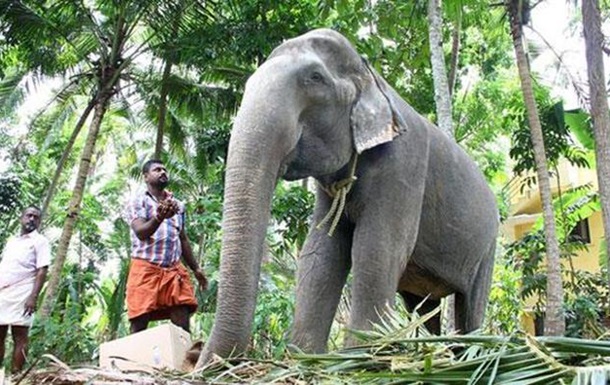 «Бабушка слонов»: в Индии умерла самая старая слониха в мире