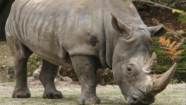 В Танзании ищут сбежавшего носорога 