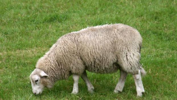 Новозеландский полицейский покатался на овце 