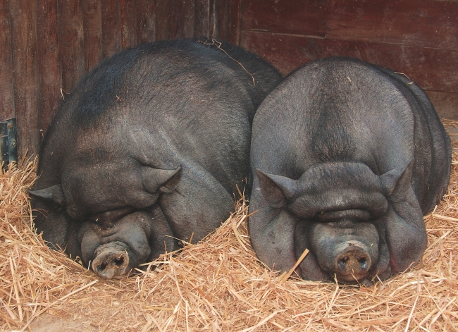В области запасы дезинфицирующих средств против чумы свиней тают с каждым днем