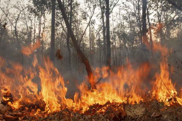 В Краматорске сгорело полтора гектара леса