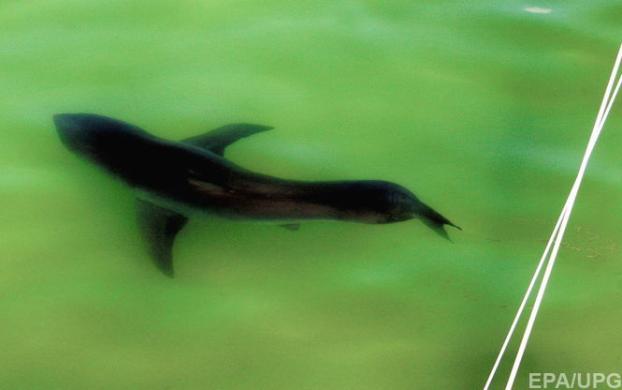 В США акула убила 26-летнего серфера