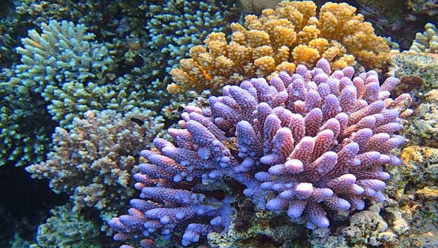 Скелет кораллов может расти в кислой воде