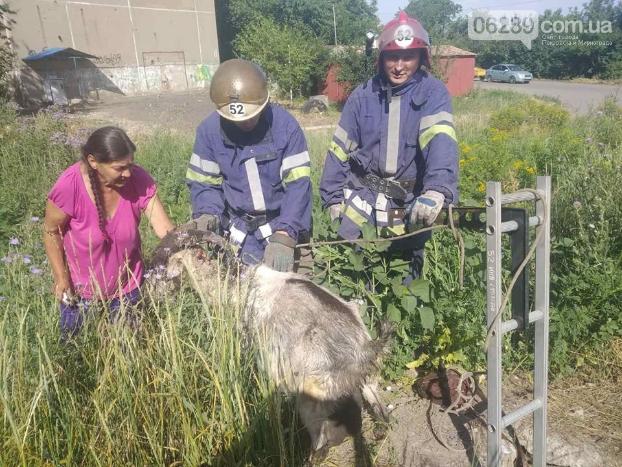 В Мирнограде МЧСники спасли  козу 