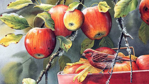 Польские яблоки будут есть в Китае 