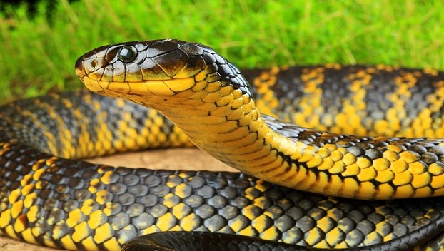 В Таиланде из унитаза вытащили змею  