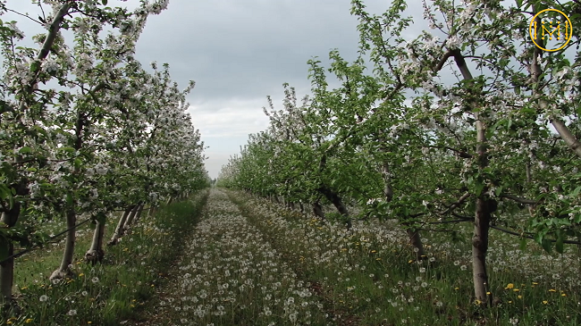 Яблоки из Донецкой области покупают за границей