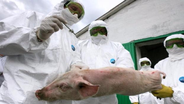 Что важно знать об африканской чуме свиней