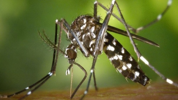 В США создали одежду, которая защищает от комаров 