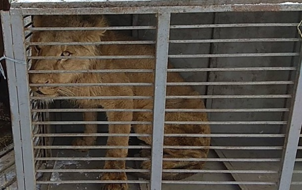 Из зоопарка в Покровске забрали истощенного льва
