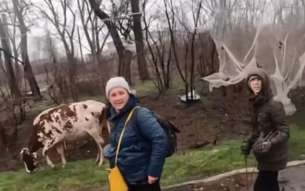 Пешком выходили из Константиновки с коровой: Волонтеры помогли людям с эвакуацией