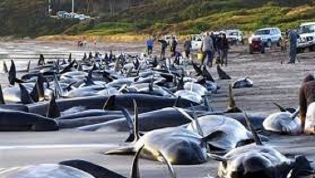 В Новой Зеландии дельфины выбросились на берег