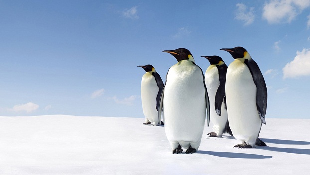 Ученые нашли останки гигантских пингвинов