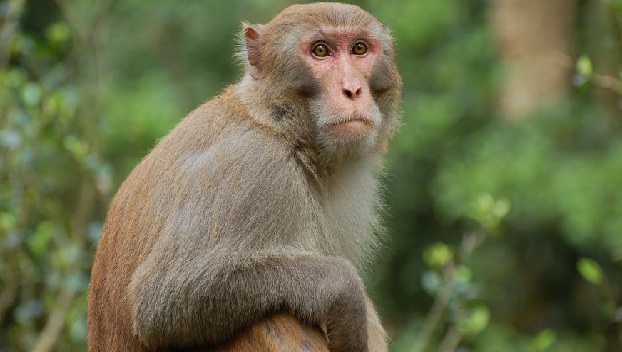 Трагедия в Индии: обезьяна украла и утопила ребенка 