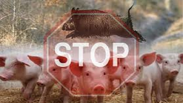 В Николаевской области зафиксированы случаи африканской сумы свиней
