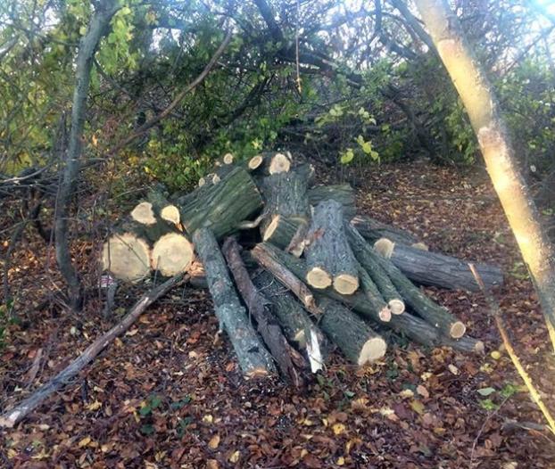На Донетчине задержали лесорубов, которые уничтожили более полусотни деревьев