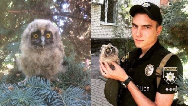 Полицейский в Бахмуте спас совенка, но орнитологи осудили его поступок