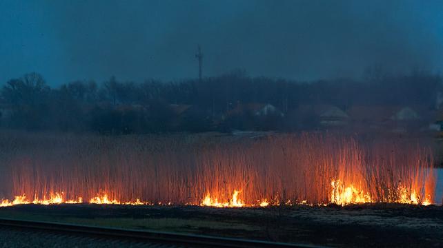 В 2015 году на Донбассе уже выгорело 858 га лесостепи 