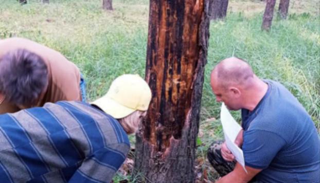 В Донецкой области массово сохнут сосновые леса