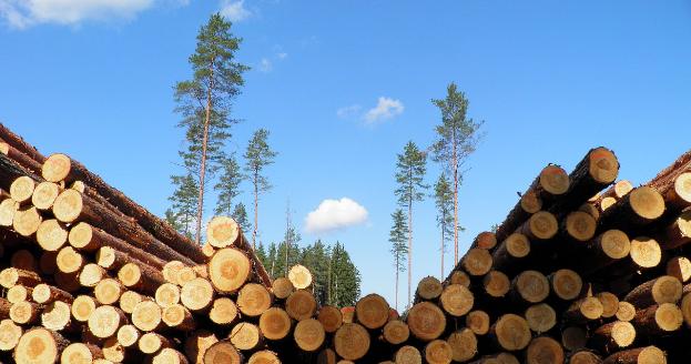 С июля 2016 года планируют запустить электронный учет древесины