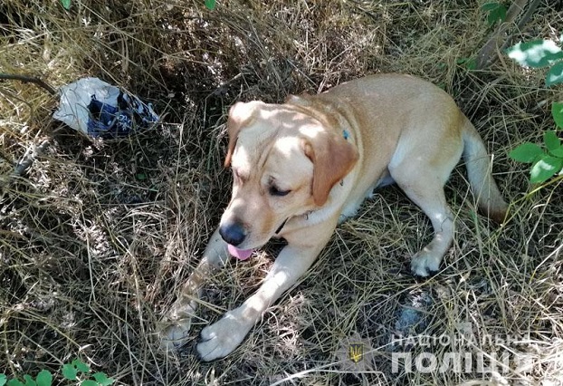 В Донецкой области  собаки-детективы помогли раскрыть почти 300 преступлений