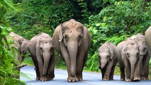 Таиланд отменил запрет на вывоз слонов за границу