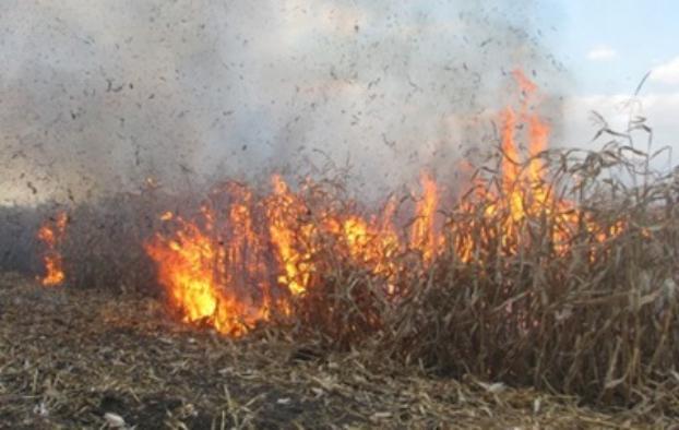 В Полтавской области сгорели 60 гектаров кукурузы