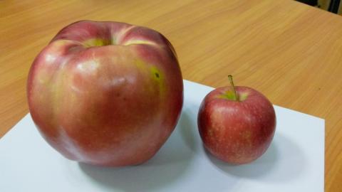 Рекорды Дружковки: жительница вырастила почти килограммовое яблоко