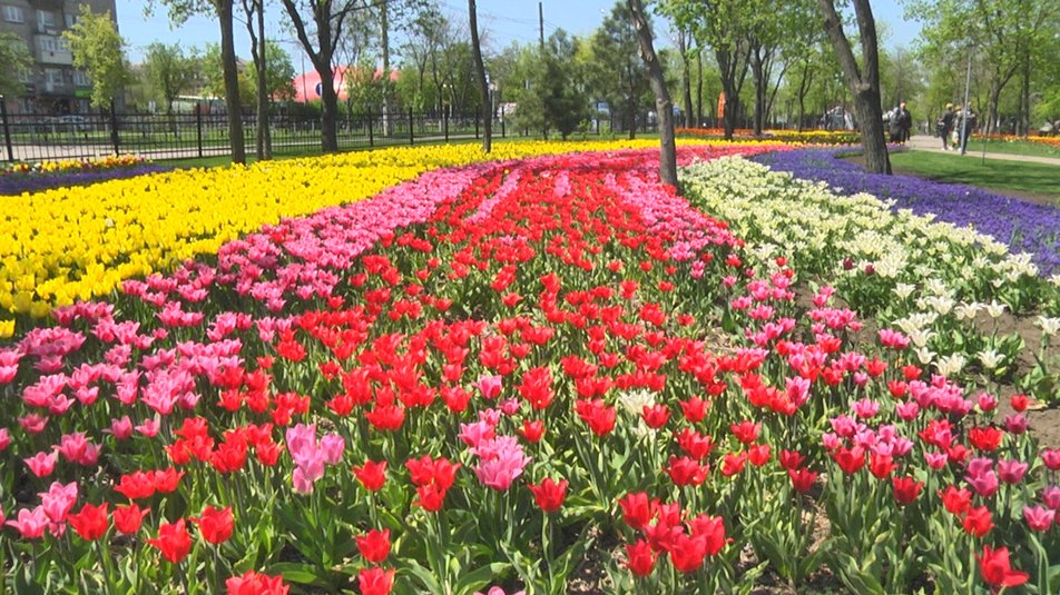 В Мариуполе распустились 200 тысяч цветов. Видео