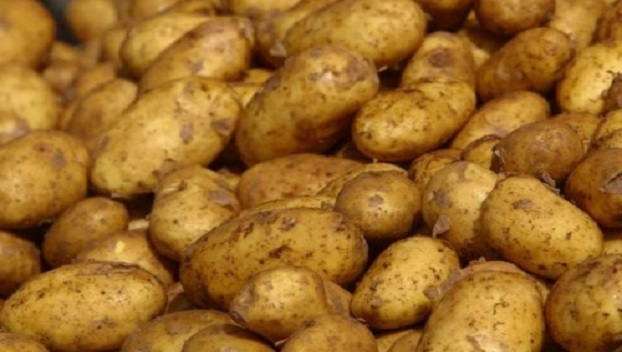 Экспорт украинского картофеля вырос в 3,5 раза 